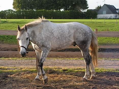 Anden særlig race Bailey *RIP* - Oktober 2006 (nå hvad laver du derovre....?). billede 2