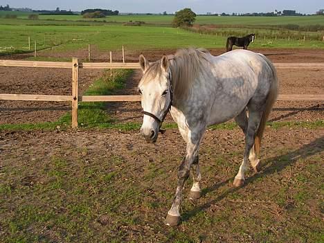 Anden særlig race Bailey *RIP* - Oktober 2006 (ja..ja.. nu kommer jeg.) billede 3