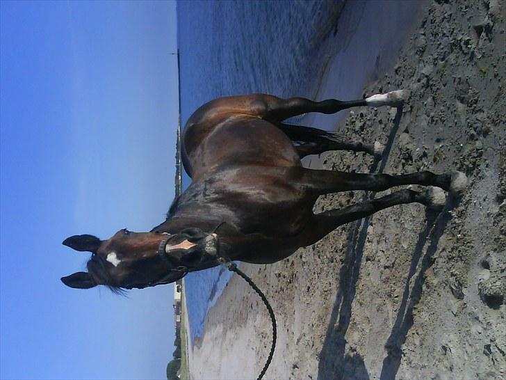 Traver Tika Brani - En hyggelig badetur på stranden i juni 2010 billede 9