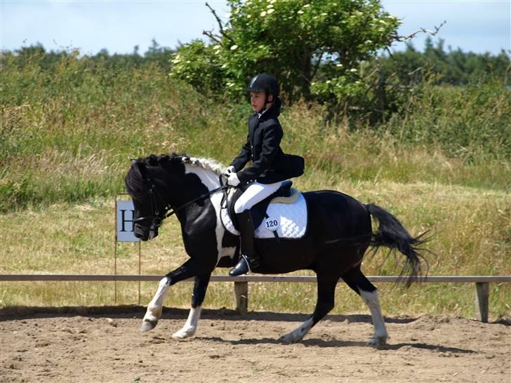 Anden særlig race Sello - Sello og ida i LA1 eller LB1 d. 21/6-08 :o) billede 12