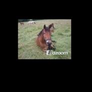 Dansk Varmblod pyrussander