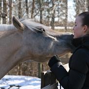 Fjordhest Absalon Lukas