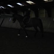 Anden særlig race Marko