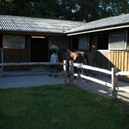 New Forest strauss