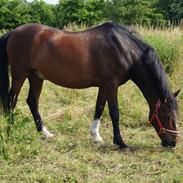 New Forest strauss