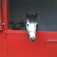 Dartmoor Skovbrynets Lord Locksley