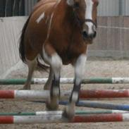 Pinto Stendalens Haida