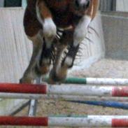 Pinto Stendalens Haida