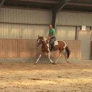 Pinto Stendalens Haida