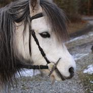 Welsh Pony (sec B) Lukas