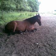 Fuldblod (XX) Montana