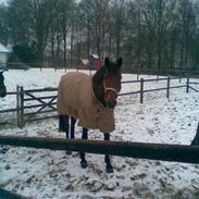 Fuldblod (XX) Montana