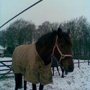 Fuldblod (XX) Montana