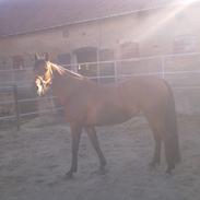 Fuldblod (XX) Montana