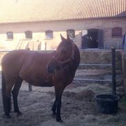 Fuldblod (XX) Montana