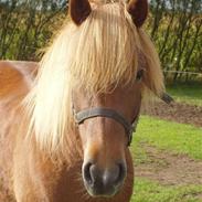 Islænder Ósk fra Bjerregaard [HIMMELHEST]