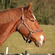 Dansk Varmblod Alina