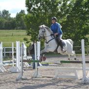 Anglo Araber (AA) Silver Jawos