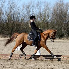 DSP BOMGAARDENS ANDIAMO B-PONY