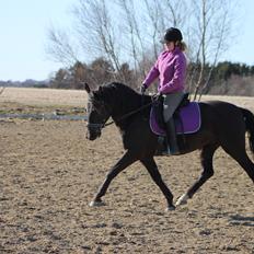 Frederiksborg Quintus Brentedal