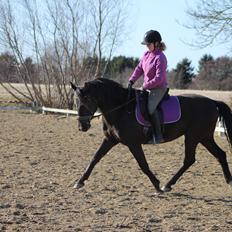 Frederiksborg Quintus Brentedal