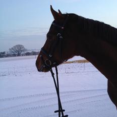 Tysk Sportspony Chantree