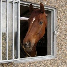 Dansk Varmblod Royal Schufro (B-hest)