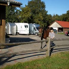 New Forest strauss