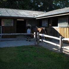 New Forest strauss