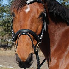 Dansk Varmblod Lucky Capana