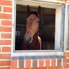 Dansk Varmblod Rødhøjs Charlin