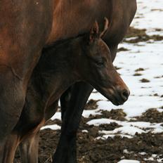 Dansk Varmblod Rosenheim