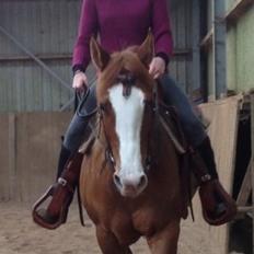 Paint Miss Dakota Salsa - Solgt