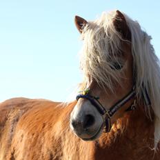 Haflinger Diamond-Diana.  SOLGT 