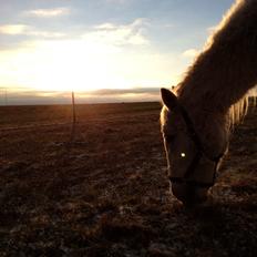 DSP Desiré - min elskede sjæleven <3