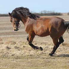 Dansk Varmblod Kraglunds Rosianna [ Tidl.LÅNEHEST] SOLGT! 