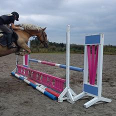 Haflinger Gelstoft Houston