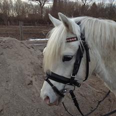 Welsh Pony (sec B) Klintholms Sir Jeff