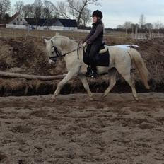 Welsh Pony (sec B) Klintholms Sir Jeff