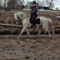 Welsh Pony (sec B) Klintholms Sir Jeff