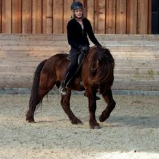 Islænder Alvar fra Vivildgård