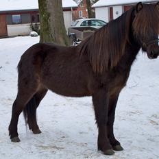 Islænder Alvar fra Vivildgård