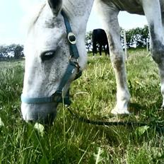 Connemara Nyvang's fame