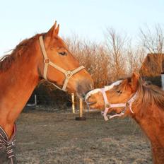 Belgisk varmblod Femke Du Sud (Flicka) *solgt*