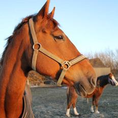 Belgisk varmblod Femke Du Sud (Flicka) *solgt*