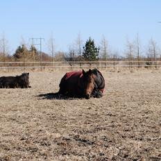 Traver Lavendel Safir