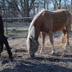 Anden særlig race Sacho