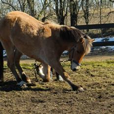 Anden særlig race Mandy