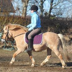 Anden særlig race Golden Dancer