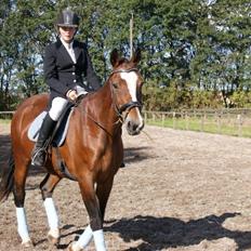 Dansk Varmblod Bakkegårdens Minka